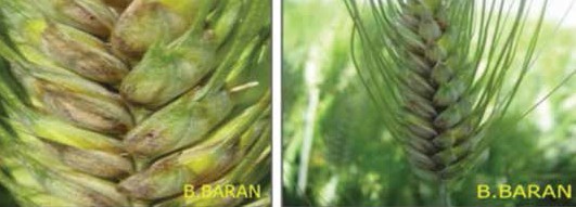 Hastalığın başaktaki belirtisi